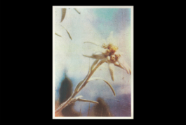 Alexandre De Sousa Studio design graphique