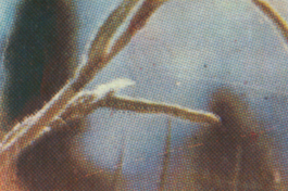 Alexandre De Sousa Studio design graphique